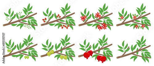 Pomegranate budding and flowering lifecycle on a branch. Punica development stages of plants.