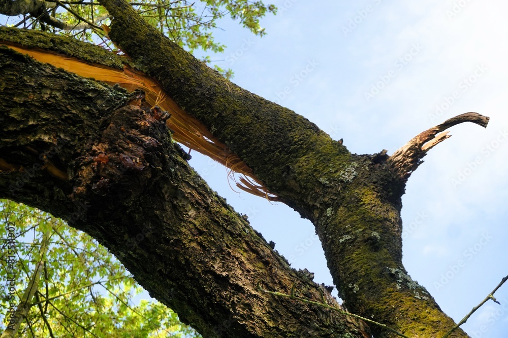 Fototapeta premium Abgebrochener Baumzweig von hohem großen baum im Garten vor Himmel bei Sonne am Morgen im Frühling