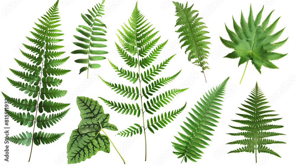Set of fern leaves, displaying different species with intricate fronds and textures