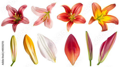 Set of lily petals, focusing on varieties used in celebrations like stargazer and Casablanca,