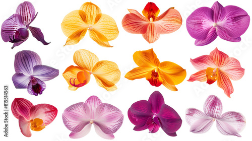 Set of orchid petals in exotic colors  capturing intricate patterns and unique shapes 
