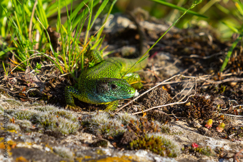 European green lizard Lacerta viridis emerging from the grass exposing its beautiful colors photo
