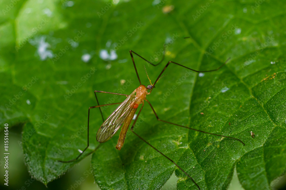 The insect, the Limonia stork fly in the family Limoniidae, has a very small body with orange coloration and long stilt legs and large black eyeballs The insect, the Limonia stork fly in the family Limoniidae, has a very small body with orange coloration and long stilt legs and large black eyeballs