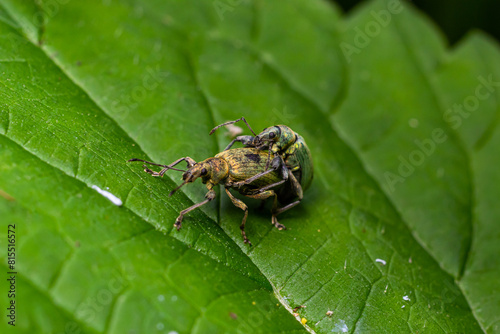 Macro of a Snout Beetle resting on a leaf photo