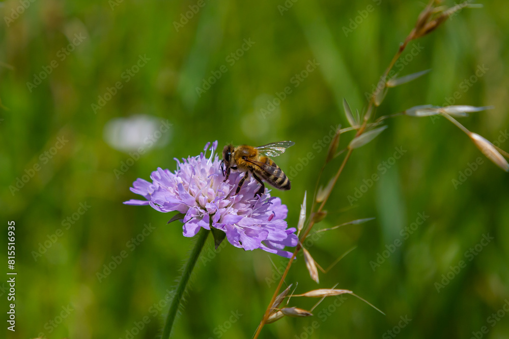 A bee collects pollen near a flower. A bee flies over a flower in a blur background A bee collects pollen near a flower. A bee flies over a flower in a blur background