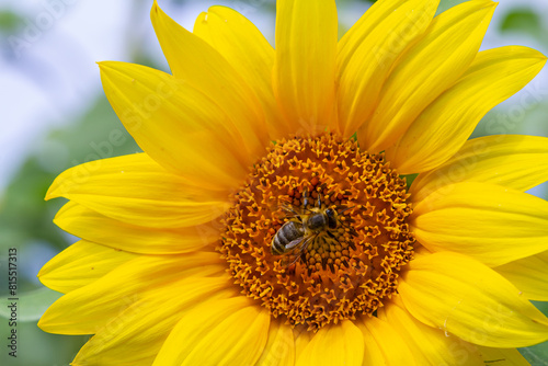 A flying honey bee collects pollen on a flower