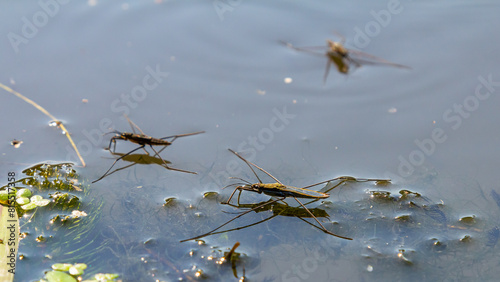 A closeup shot of Gerris lacustris or common pond skater
