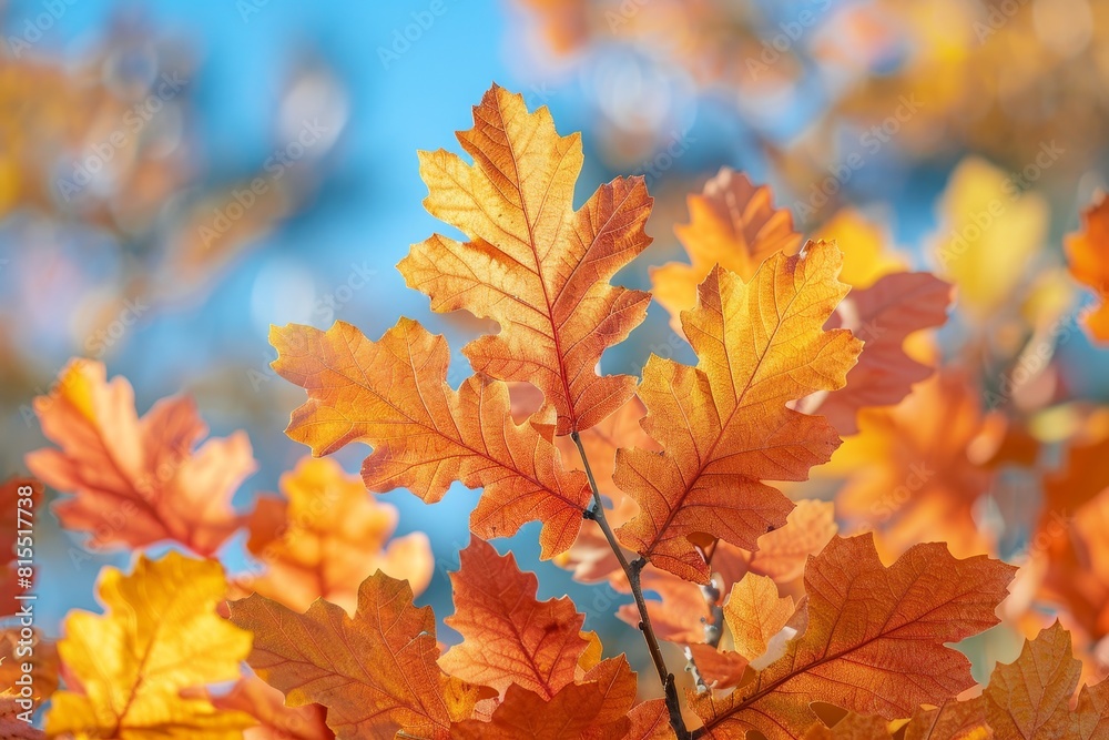 Oak Tree in Autumn: Vibrant orange leaves against a clear blue sky. Oak Tree in Autumn: Vibrant orange leaves against a clear blue sky.