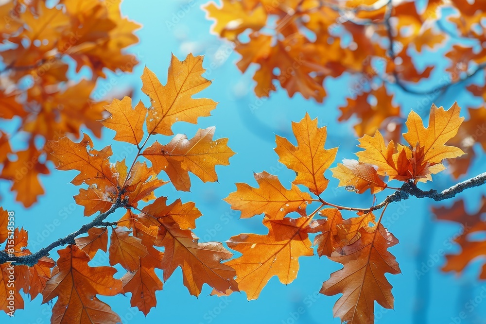 Oak Tree in Autumn: Vibrant orange leaves against a clear blue sky. Oak Tree in Autumn: Vibrant orange leaves against a clear blue sky.