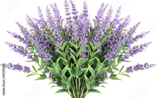 Lavender Blooms Isolated On Transparent Background