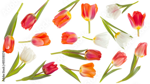 Set of top view blooming tulips  showcasing a variety of colors from bright red to soft pastels 