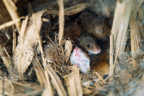 A nice family of field mice, a nest. photo