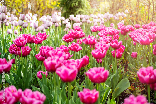 lots of tulips in the park, park decorations, spring blooms.