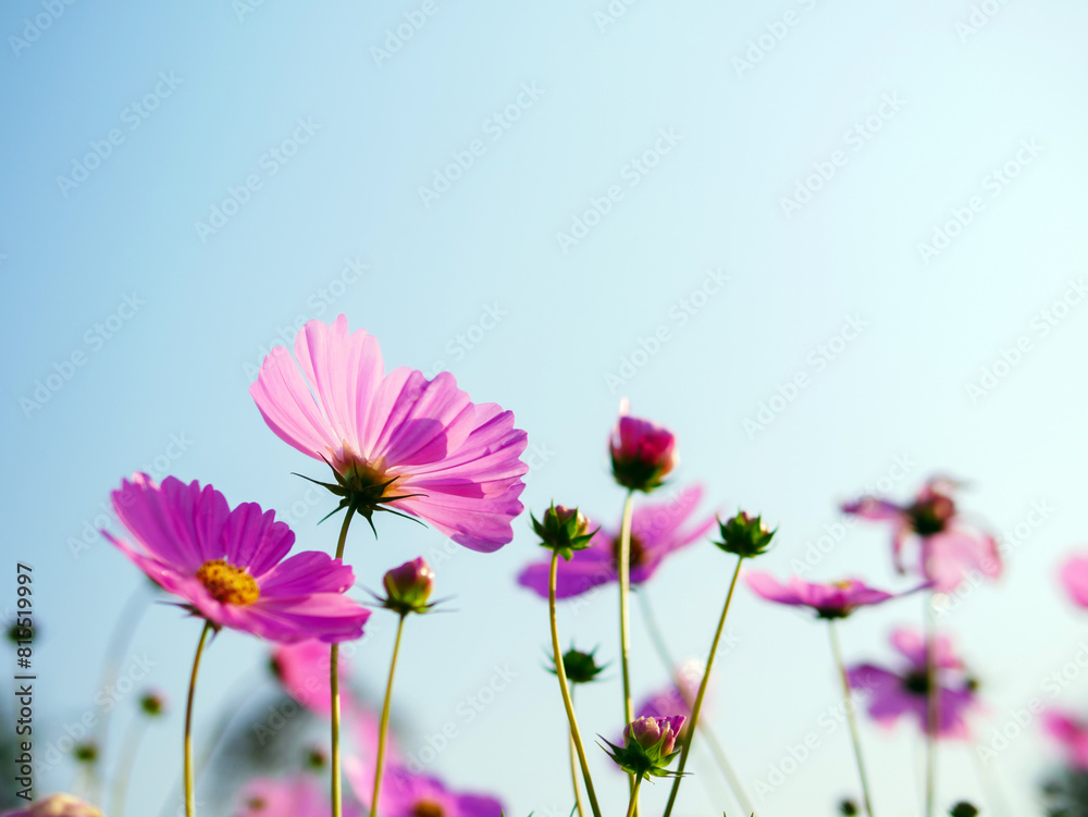 Beautiful cosmos flower field and blue sky. Low angle view nature cosmos flower wallpaper background. Beautiful cosmos flower field and blue sky. Low angle view nature cosmos flower wallpaper background.