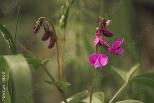 Flower of a bitter vetch plant, Lathyrus linifolius photo