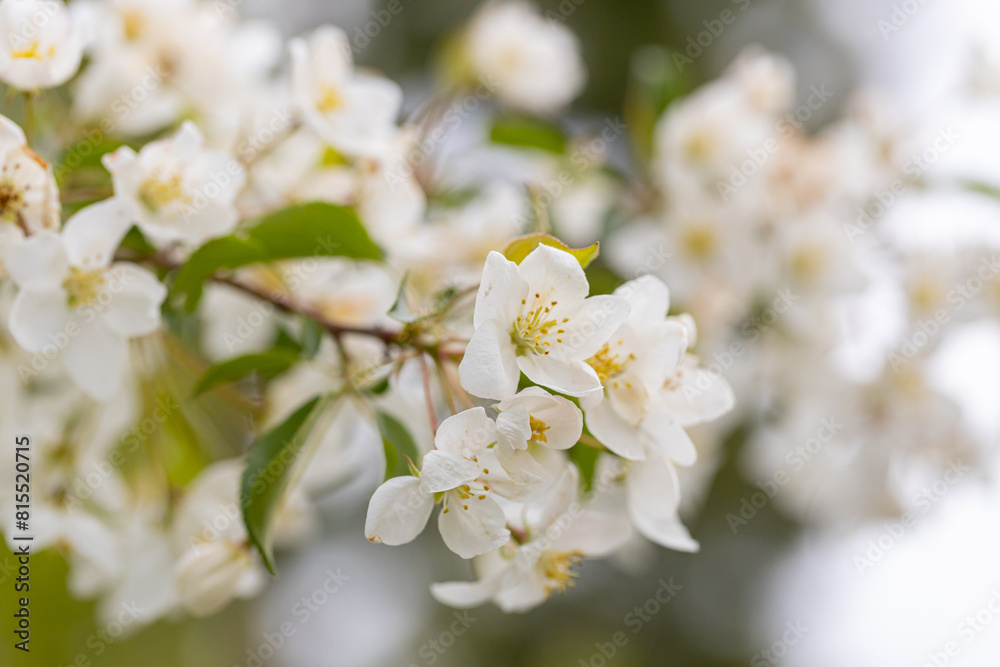 A branch with white apple flowers A branch with white apple flowers