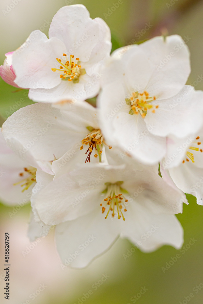 Obraz premium A branch with white apple flowers