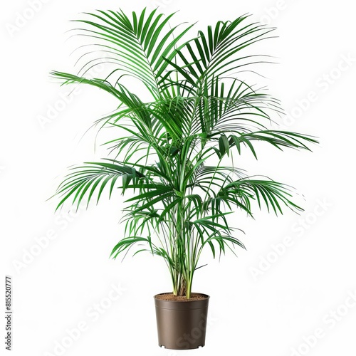 A photo of Kentia Palm  Howea forsteriana    Indoor Tree   single object   Di-Cut PNG style   isolated on white background