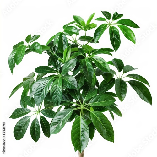 A photo of Schefflera  Umbrella Plant    Indoor Tree   single object   Di-Cut PNG style   isolated on white background