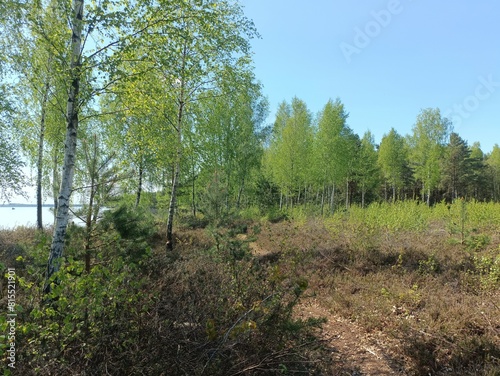 Rekyva forest and lake during sunny summer day. Pine and birch tree woodland. Wavy lake. Bushes and small trees are growing in woods. Sunny day without clouds in blue sky. Nature. Rekyvos miskas.	 photo