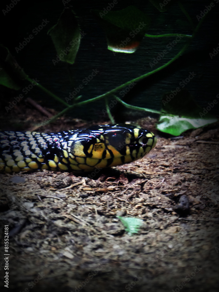 Obraz premium Snake Black and yellow