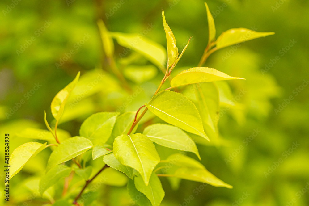 Fototapeta premium Apple tree leaves in close-up.