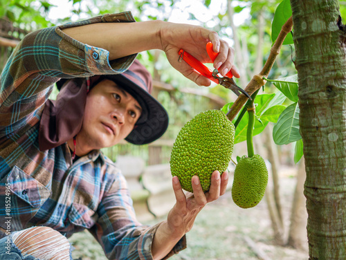 The hands of a farmer or fruit grower use pruning shears to cut the raw green Jackfruit from the Jackfruit tree. Harvest the agricultural cocoa business produces.