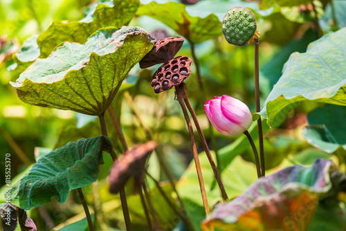 Beautiful pink flowers of the lotus in the big pond on a sunny summer day. In northeastern Thailand