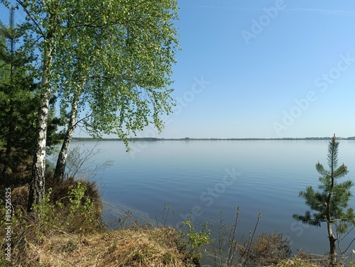 Rekyva forest and lake during sunny summer day. Pine and birch tree woodland. Wavy lake. Bushes and small trees are growing in woods. Sunny day without clouds in blue sky. Nature. Rekyvos miskas.	 photo