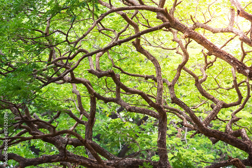 Beam of light passing through the tree crooked branches. Natural forest spring green background In the northeastern region of Thailand