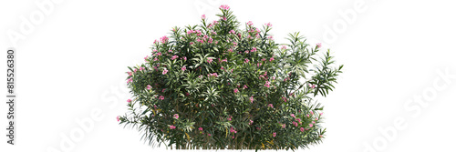 Oleander isolated, bushes shrub and small plants isolated	
