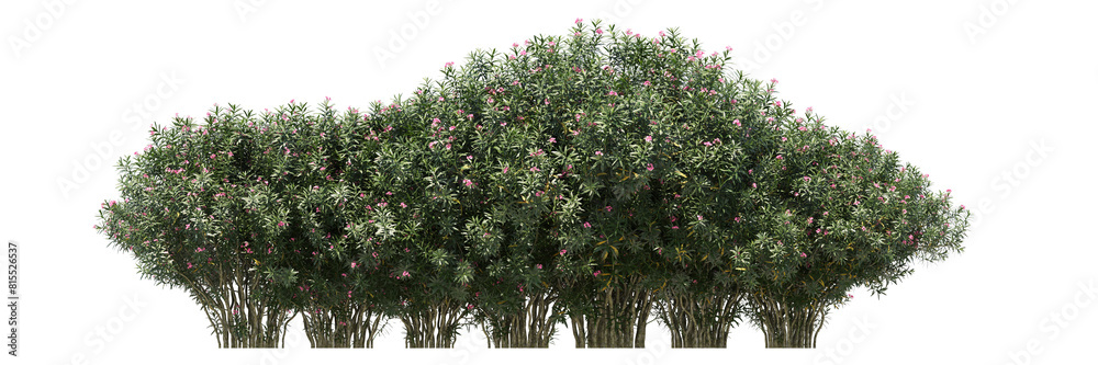 Oleander isolated, bushes shrub and small plants isolated	
