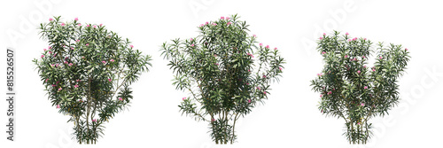 Oleander isolated, bushes shrub and small plants isolated	
