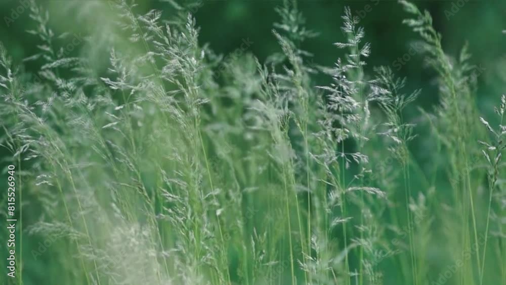 A sea of grass sways in the wind