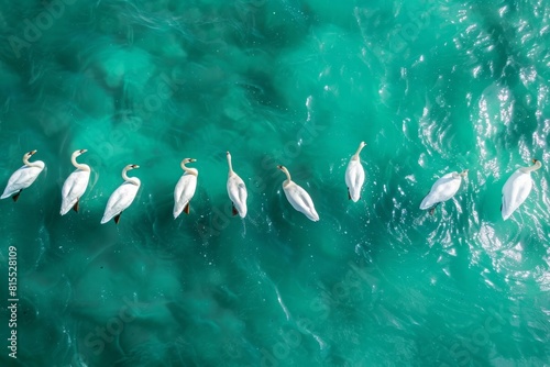 Aerial view of white swans swimming in the sea, aerial photography