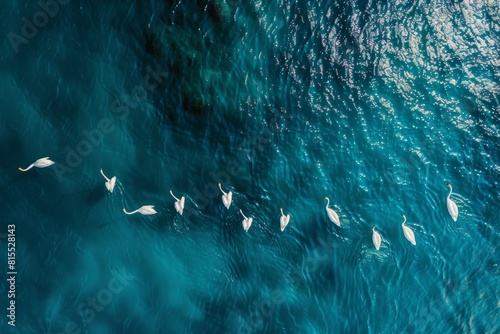 Aerial view of white swans swimming in the sea, aerial photography