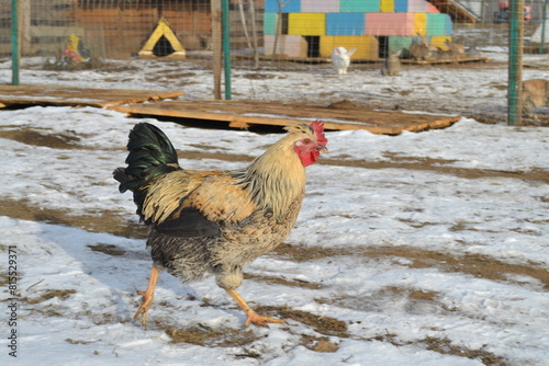 Chicken on a country farm