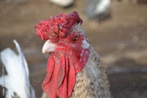 Rooster on a country farm