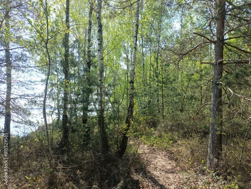 Rekyva forest and lake during sunny summer day. Pine and birch tree woodland. Wavy lake. Bushes and small trees are growing in woods. Sunny day without clouds in blue sky. Nature. Rekyvos miskas.	 photo