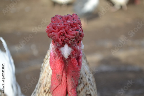 Rooster on a country farm