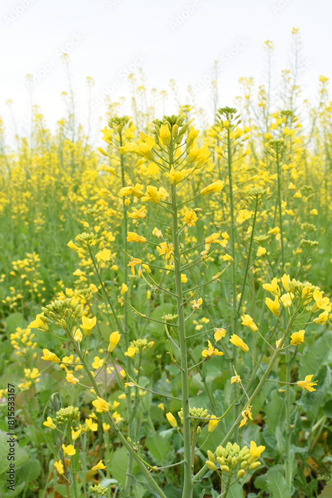 Mustard flower field is full blooming, yellow mustard field landscape industry of agriculture, mustard flowers closeup photo