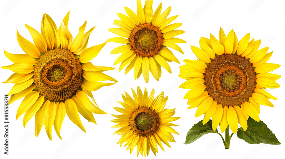 Set of top view blooming sunflowers, showing the intricate patterns of seeds and petals Set of top view blooming sunflowers, showing the intricate patterns of seeds and petals