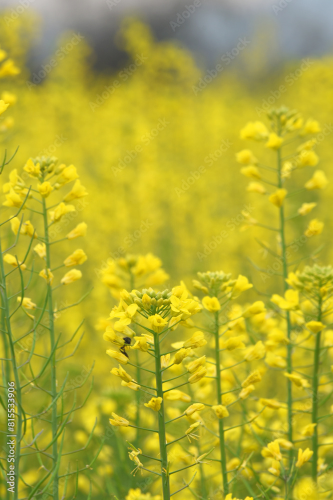 Mustard flower field is full blooming, yellow mustard field landscape industry of agriculture, mustard flowers closeup photo Mustard flower field is full blooming, yellow mustard field landscape industry of agriculture, mustard flowers closeup photo