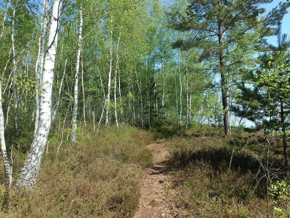 Rekyva forest and lake during sunny summer day. Pine and birch tree woodland. Wavy lake. Bushes and small trees are growing in woods. Sunny day without clouds in blue sky. Nature. Rekyvos miskas. Rekyva forest and lake during sunny summer day. Pine and birch tree woodland. Wavy lake. Bushes and small trees are growing in woods. Sunny day without clouds in blue sky. Nature. Rekyvos miskas.