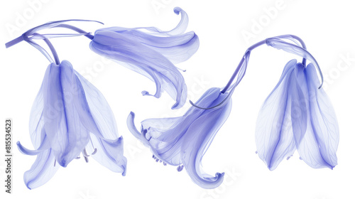 Set of bluebell petals in soft blue  focusing on their graceful curves and delicate structure