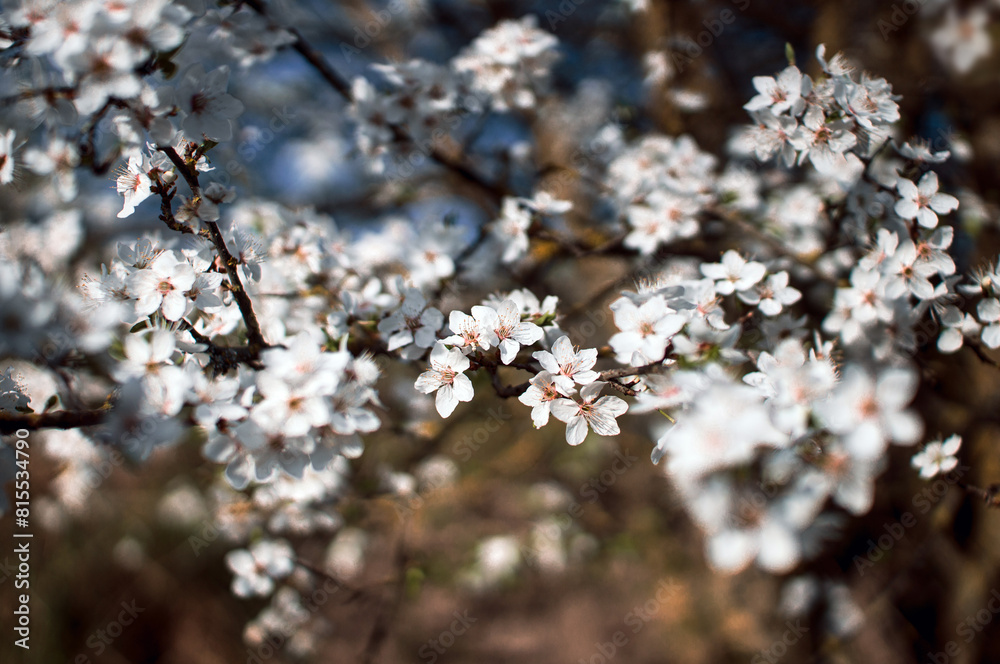 Mass flowering of fruit and berry trees in spring Mass flowering of fruit and berry trees in spring