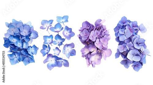 Set of hydrangea petals in shades of blue and purple, emphasizing their delicate feel and dense clusters photo
