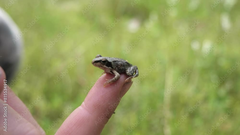  A small frog sits on a man's finger. Caring for Wildlife, Ecology, Land Conservation.