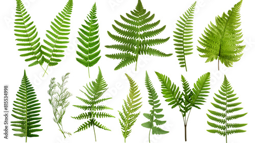 Set of fern leaves  displaying different species with intricate fronds and textures