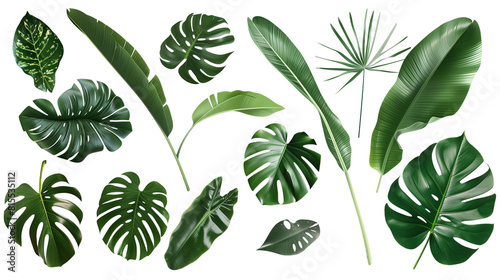 Set of tropical leaves including monstera  banana  and palm  showcasing exotic shapes and vibrant greens